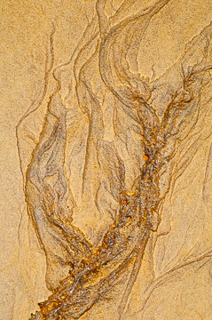 LE-SND-31&nbsp;&nbsp;&nbsp;&nbsp;&nbsp;&nbsp;&nbsp;&nbsp; Sand Design, Coast of Bahia, Brazil