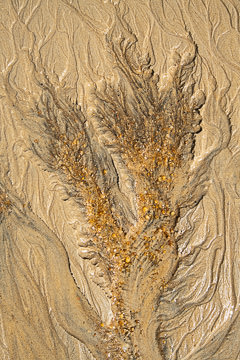 LE-SND-417&nbsp;&nbsp;&nbsp;&nbsp;&nbsp;&nbsp;&nbsp;&nbsp; Sand Design, Coast of Bahia, Brazil