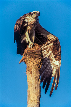 AM-B-01&nbsp;&nbsp;&nbsp;&nbsp;&nbsp;&nbsp;&nbsp;&nbsp; Osprey Stretching Wing, Lover's Key, Florida