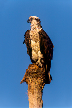 AM-B-02&nbsp;&nbsp;&nbsp;&nbsp;&nbsp;&nbsp;&nbsp;&nbsp; Osprey, Lover's Key, Florida