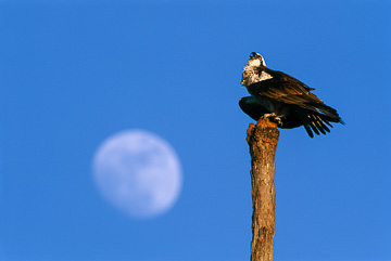 LE-AM-B-11&nbsp;&nbsp;&nbsp;&nbsp;&nbsp;&nbsp;&nbsp;&nbsp; Osprey Before The Moon, Lovers Key, Fort Myers Beach, Florida