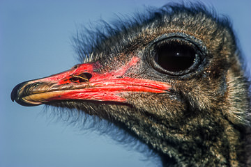 AF-B-04&nbsp;&nbsp;&nbsp;&nbsp;&nbsp;&nbsp;&nbsp;&nbsp; Male Ostrich Portrait, Rietvlei Nature Reserve, South Africa