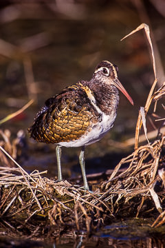 AF-B-01&nbsp;&nbsp;&nbsp;&nbsp;&nbsp;&nbsp;&nbsp;&nbsp; Painted Snipe, Kruger NP, South Africa