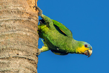 BR-B-37&nbsp;&nbsp;&nbsp;&nbsp;&nbsp;&nbsp;&nbsp;&nbsp; Papagaio-Verdadeiro Hanging From Tree, Coastal Region Of Bahia, Brazil