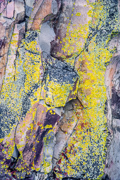 PFM-40&nbsp;&nbsp;&nbsp;&nbsp;&nbsp;&nbsp;&nbsp;&nbsp; Lichen On Coastal Rocks, Near Fort Popham, Maine