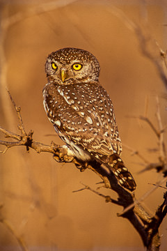 AF-B-02&nbsp;&nbsp;&nbsp;&nbsp;&nbsp;&nbsp;&nbsp;&nbsp; Pearlspotted Owl, Kruger NP, South Africa