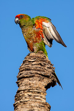 LE-BR-B-82&nbsp;&nbsp;&nbsp;&nbsp;&nbsp;&nbsp;&nbsp;&nbsp; Periquito-de-Cabeça-Vermelha Stretching Wings, Bahia, Brazil