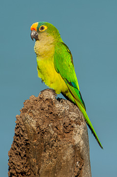 LE-BR-B-13&nbsp;&nbsp;&nbsp;&nbsp;&nbsp;&nbsp;&nbsp;&nbsp; Periquito-Rei On Top Of Termite Mound, Coastal Region Of Bahia, Brazil