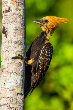 BR-B-10 Pica-Pau-De-Cabeca-Vermelha (Female), Coastal Region Of Bahia, Brazil