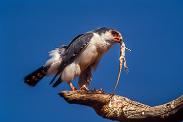 AF-B-05&nbsp;&nbsp;&nbsp;&nbsp;&nbsp;&nbsp;&nbsp;&nbsp; Pigmy Falcon With Lizard, Kalahari Gemsbok NP, South Africa