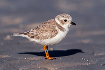 AM-B-01&nbsp;&nbsp;&nbsp;&nbsp;&nbsp;&nbsp;&nbsp;&nbsp; Piping Plover, Fort Myers Beach, Florida