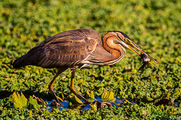AF-B-03&nbsp;&nbsp;&nbsp;&nbsp;&nbsp;&nbsp;&nbsp;&nbsp; Purple Heron With Fish, Kruger NP, South Africa