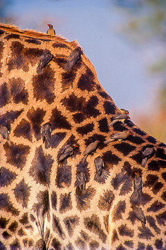 AF-B-01&nbsp;&nbsp;&nbsp;&nbsp;&nbsp;&nbsp;&nbsp;&nbsp; Redbilled Oxpeckers On Giraffe, Kruger NP, South Africa