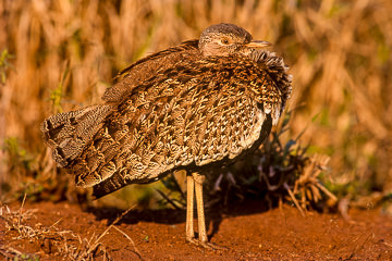 AF-B-06&nbsp;&nbsp;&nbsp;&nbsp;&nbsp;&nbsp;&nbsp;&nbsp; Redcrested Korhaan, Kruger NP, South Africa