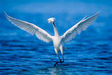 LE-AM-B-05&nbsp;&nbsp;&nbsp;&nbsp;&nbsp;&nbsp;&nbsp;&nbsp; Reddish Egret Fishing (White Face), Fort Myers Beach, Florida
