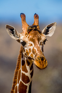 AF-M-05&nbsp;&nbsp;&nbsp;&nbsp;&nbsp;&nbsp;&nbsp;&nbsp; Reticulated Giraffe With Oxpecker, Samburu National Reserve, Kenya