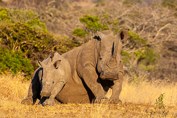 AF-M-109&nbsp;&nbsp;&nbsp;&nbsp;&nbsp;&nbsp;&nbsp;&nbsp; White Rhinoceros With Calf, Mala Mala Private Reserve, South Africa