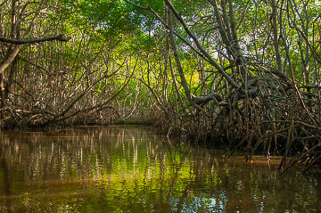BR-LA-07 Mangrove Tunnel, Rio Jequitinhonha, Belmonte, Bahia, Brazil