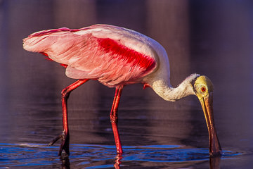 AM-B-01&nbsp;&nbsp;&nbsp;&nbsp;&nbsp;&nbsp;&nbsp;&nbsp; Roseate Spoonbill, Fort Myers Beach, Florida