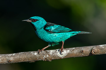 BR-B-70 Saira-Azul-Turqueisa (Male), Coastal Region Of Bahia, Brazil