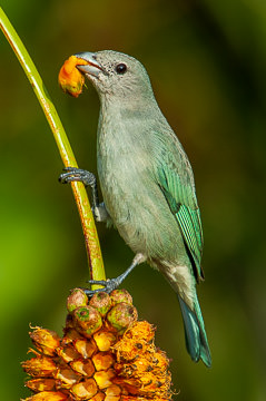 LE-BR-B-32&nbsp;&nbsp;&nbsp;&nbsp;&nbsp;&nbsp;&nbsp;&nbsp; Sanhaço Eating Caxandó, Coastal Region Of Bahia, Brazil