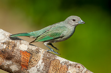 BR-B-77&nbsp;&nbsp;&nbsp;&nbsp;&nbsp;&nbsp;&nbsp;&nbsp; Sanhaco Landing On Tree, Coastal Region Of Bahia, Brazil