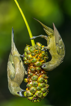 BR-B-01&nbsp;&nbsp;&nbsp;&nbsp;&nbsp;&nbsp;&nbsp;&nbsp; Sanhacos-De-Coqueiro Eating Caxando, Coastal Region Of Bahia, Brazil