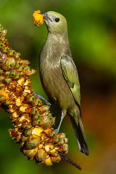 LE-BR-B-23&nbsp;&nbsp;&nbsp;&nbsp;&nbsp;&nbsp;&nbsp;&nbsp; Sanhaço-De-Coqueiro Eating Caxandó, Coastal Region Of Bahia, Brazil