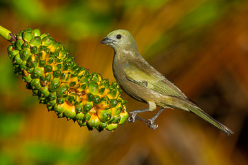 LE-BR-B-33&nbsp;&nbsp;&nbsp;&nbsp;&nbsp;&nbsp;&nbsp;&nbsp; Sanhaço-Do-Coqueiro Resting On Caxandó, Coastal Region Of Bahia, Brazil