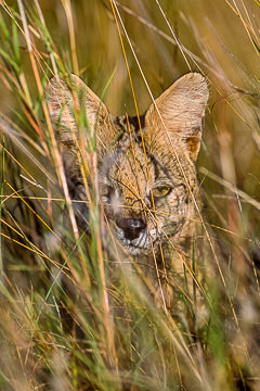 AF-M-01&nbsp;&nbsp;&nbsp;&nbsp;&nbsp;&nbsp;&nbsp;&nbsp; Serval, Kruger National Park, South Africa