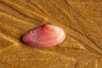 LE-BR-MIS-12&nbsp;&nbsp;&nbsp;&nbsp;&nbsp;&nbsp;&nbsp;&nbsp; Pink Shell On The Beach, Southeast Coast Of Bahia, Brazil