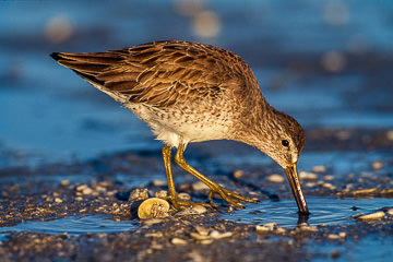 AM-B-01&nbsp;&nbsp;&nbsp;&nbsp;&nbsp;&nbsp;&nbsp;&nbsp; Short-Billed Dowitcher, Fort Myers, Florida