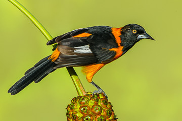 BR-B-65 Sofre, Coastal Region Of Bahia, Brazil