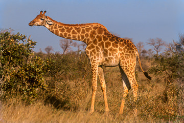 AF-M-39&nbsp;&nbsp;&nbsp;&nbsp;&nbsp;&nbsp;&nbsp;&nbsp; Southern Giraffe, Phinda Private Reserve, South Africa