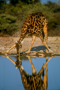 AF-M-45&nbsp;&nbsp;&nbsp;&nbsp;&nbsp;&nbsp;&nbsp;&nbsp; Southern Giraffe Drinking, Etosha National Park, Namibia