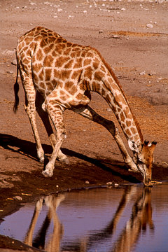 AF-M-62&nbsp;&nbsp;&nbsp;&nbsp;&nbsp;&nbsp;&nbsp;&nbsp; Southern Giraffe Drinking, Etosha National Park, Namibia