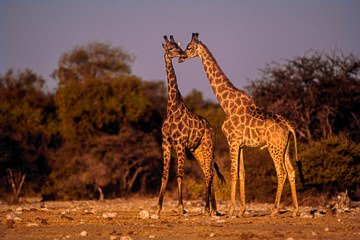 AF-M-37&nbsp;&nbsp;&nbsp;&nbsp;&nbsp;&nbsp;&nbsp;&nbsp; Southern Giraffes, Etosha National Park, Namibia