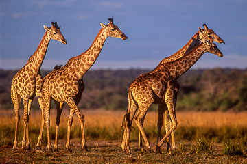 LE-AF-M-38&nbsp;&nbsp;&nbsp;&nbsp;&nbsp;&nbsp;&nbsp;&nbsp; Southern Giraffes At Day's End, Chobe National Park, Botswana