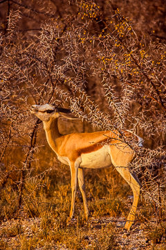 AF-M-09&nbsp;&nbsp;&nbsp;&nbsp;&nbsp;&nbsp;&nbsp;&nbsp; Springbok Feeding, Etosha National Park, Namibia
