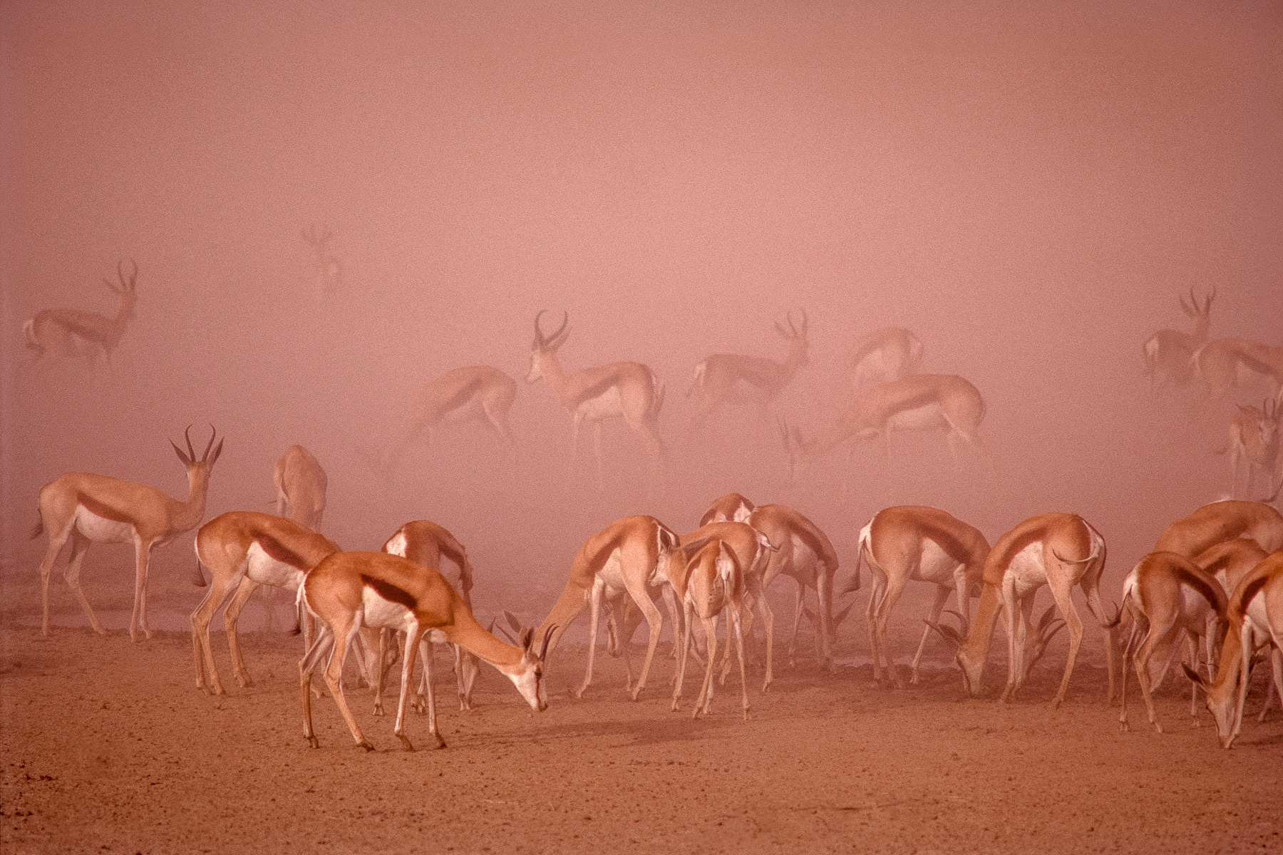 Photograph of springboks feeding during a blinding sandstorm.  Kalahari Gemsbok National Park, South Africa, taken by Gil Lopez-Espina