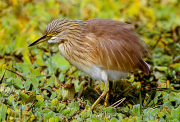 AF-B-01&nbsp;&nbsp;&nbsp;&nbsp;&nbsp;&nbsp;&nbsp;&nbsp; Squacco Heron, Kruger NP, South Africa