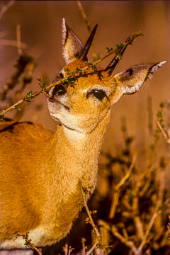AF-M-01&nbsp;&nbsp;&nbsp;&nbsp;&nbsp;&nbsp;&nbsp;&nbsp; Steenbok Feeding, Kruger NP, South Africa