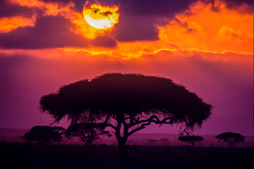 AF-LA-03&nbsp;&nbsp;&nbsp;&nbsp;&nbsp;&nbsp;&nbsp;&nbsp; Sunrise Over Acacia Trees, Amboseli National Park, Kenya
