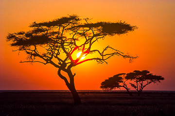AF-LA-06&nbsp;&nbsp;&nbsp;&nbsp;&nbsp;&nbsp;&nbsp;&nbsp; Sunset Behind Acacia Trees, Amboseli National Park, Kenya