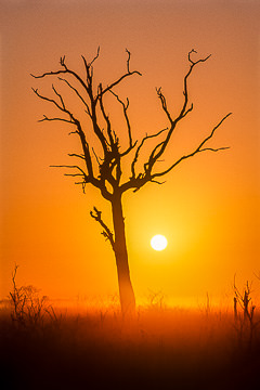 AF-LA-04&nbsp;&nbsp;&nbsp;&nbsp;&nbsp;&nbsp;&nbsp;&nbsp; Morning Mist, Kruger National Park, South Africa
