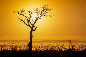 AF-LA-16&nbsp;&nbsp;&nbsp;&nbsp;&nbsp;&nbsp;&nbsp;&nbsp; Sunrise, Kruger National Park, South Africa