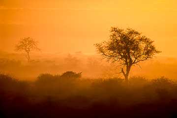AF-LA-17&nbsp;&nbsp;&nbsp;&nbsp;&nbsp;&nbsp;&nbsp;&nbsp; Dawn, Kruger National Park, South Africa