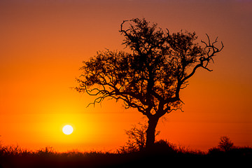 AF-LA-23&nbsp;&nbsp;&nbsp;&nbsp;&nbsp;&nbsp;&nbsp;&nbsp; Sunrise Silhouetting Tree, Kruger National Park, South Africa