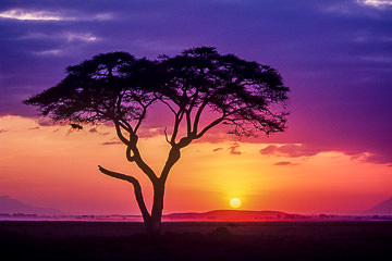AF-LA-01&nbsp;&nbsp;&nbsp;&nbsp;&nbsp;&nbsp;&nbsp;&nbsp; Acacia Tree At Sunrise, Masai Mara National Reserve, Kenya