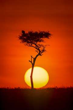 AF-LA-07&nbsp;&nbsp;&nbsp;&nbsp;&nbsp;&nbsp;&nbsp;&nbsp; Sun Rising Behind Acacia Tree, Masai Mara National Reserve, Kenya